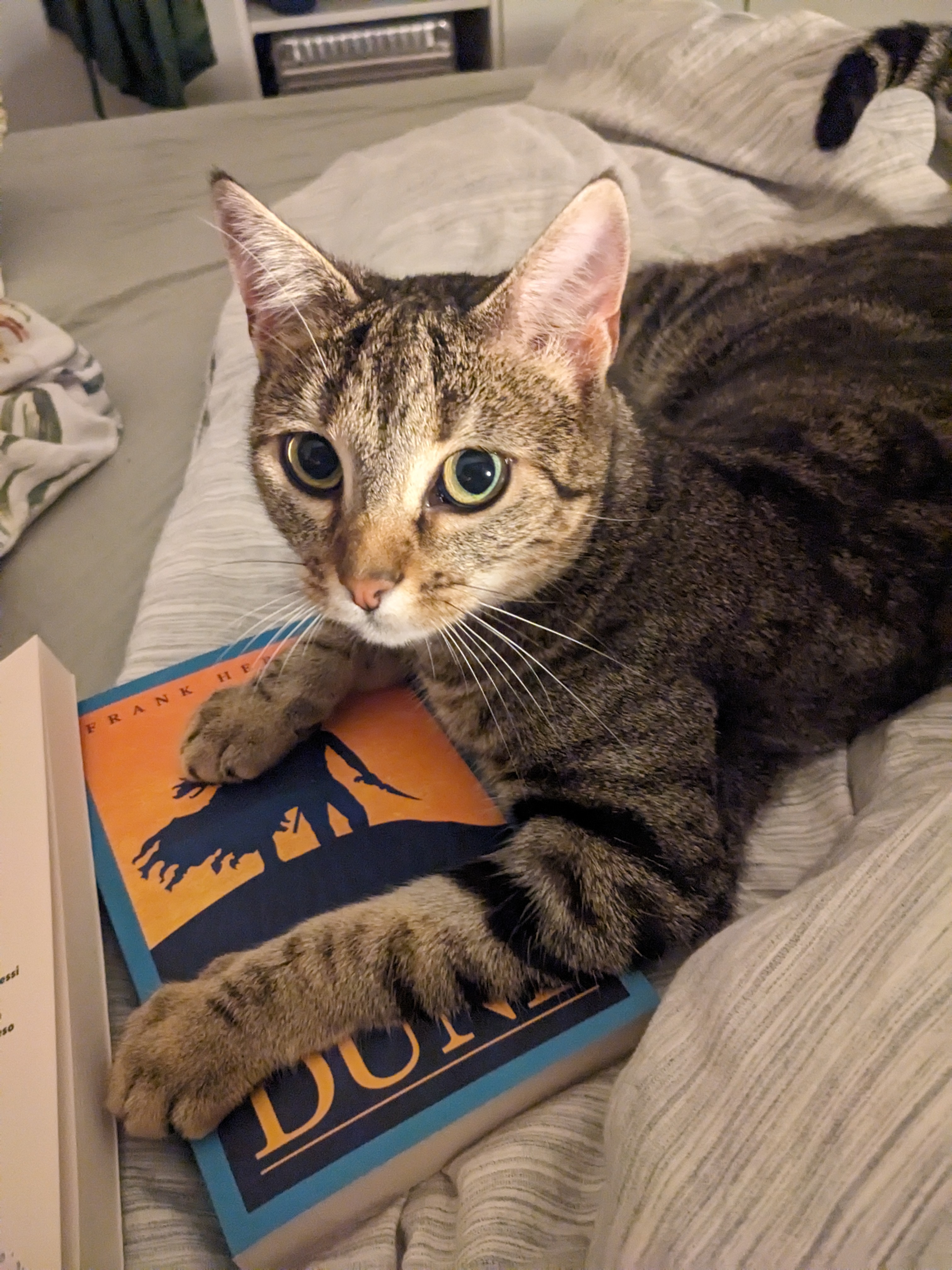 My cat Lyn laying on the book “Children of Dune”, effectively preventing me from reading it.