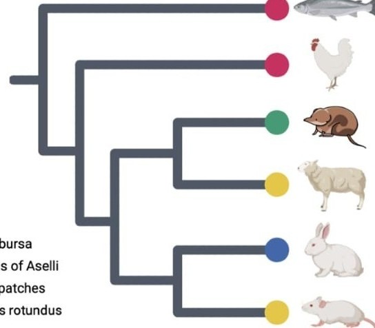 Pancreas gene expression in shrew