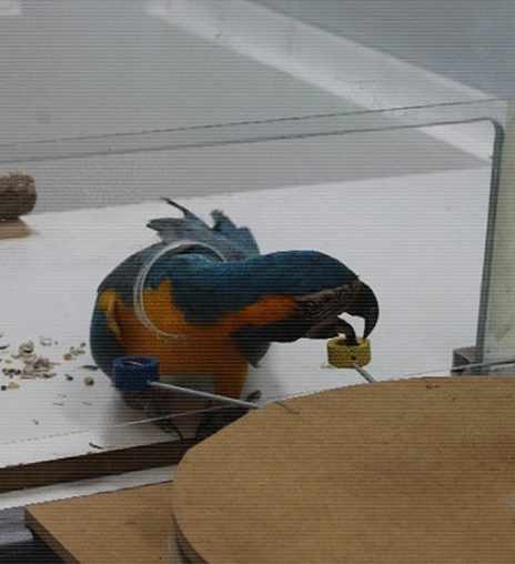 Parrot self-control study